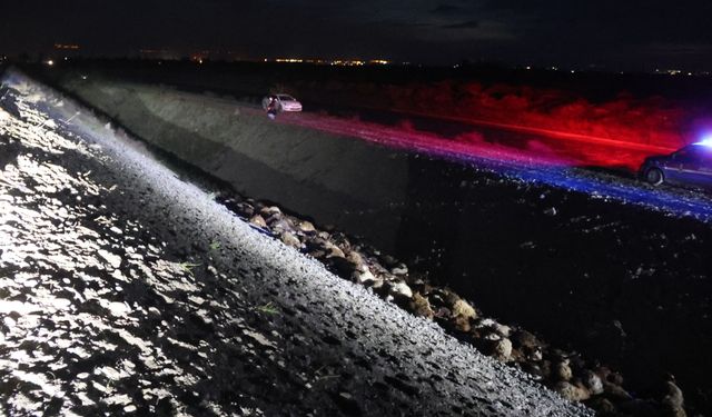 Iğdır'da arı saldırısı sonucu birbirini ezen 400 küçükbaş hayvan telef oldu