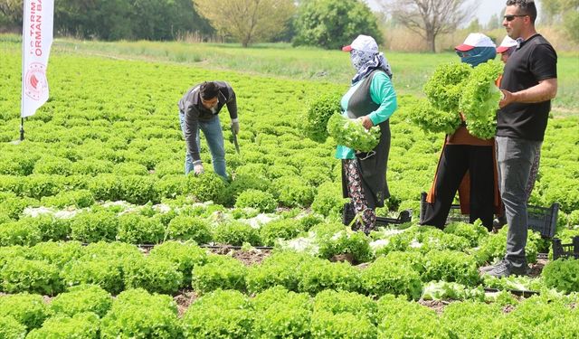 Iğdır'da yılın ilk hasadı marul tarlalarında yapıldı