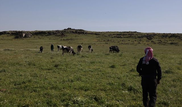 İsrail'in Suriye'nin Kuneytra kırsalındaki baskınları çobanların geçim kaynaklarını hedef alıyor