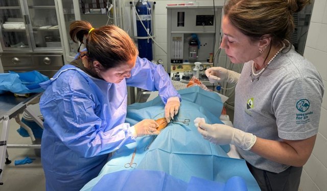 İzmir'de doğum sırasında rahatsızlanan ceylanın yavrusu sezaryenle alındı