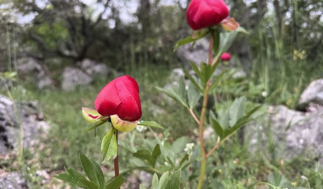 Karabük'te koruma altındaki 'ayı gülü' çiçek açtı
