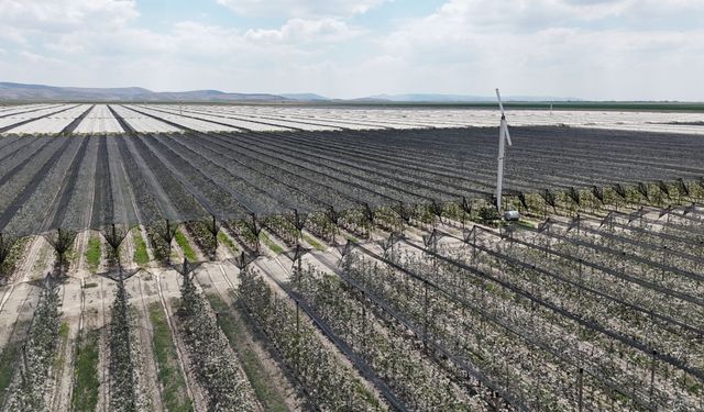 Karaman'daki elma bahçelerinde biyoteknik mücadele sayesinde ilaç kullanımı azaldı