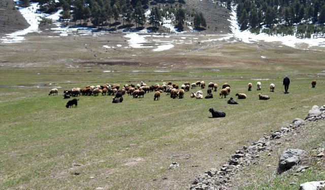 Kars'ta büyük ve küçükbaş hayvanlar meralarla buluştu
