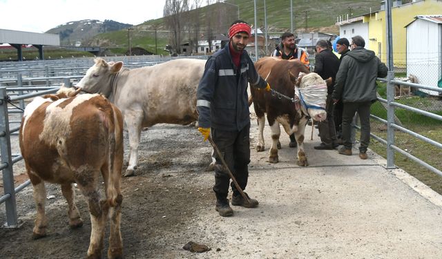 Kars'ta kurbanlıklar bayrama sayılı günler kala alıcılarını bekliyor