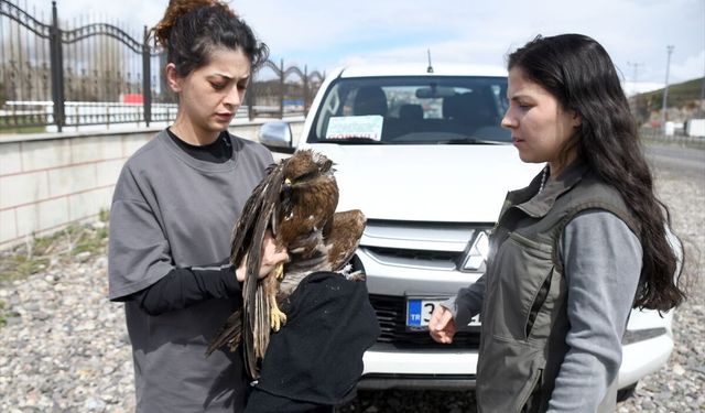 Kars'ta yaralı bulunan kızıl şahin tedavi altına alındı