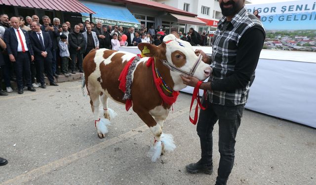 Kars'taki Digor Şenliği'nde besicilerin süslediği buzağılar güzellikte yarıştı
