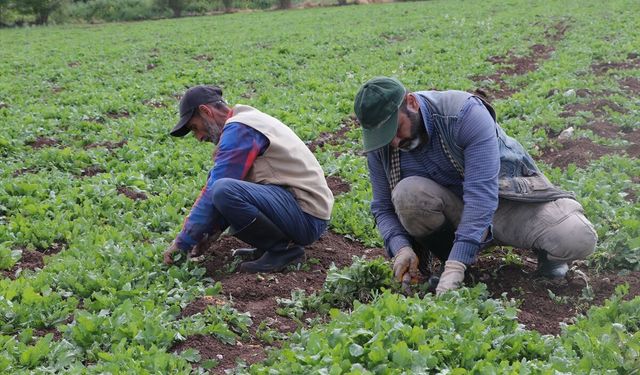 Kilis'te tarım işçileri, 1 Mayıs Emek ve Dayanışma Günü'nde de üretime katkı sunuyor