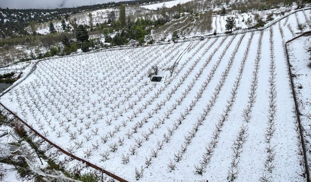 Mersin'de yüksek kesimlerde etkili olan kar bazı tarım alanlarına zarar verdi