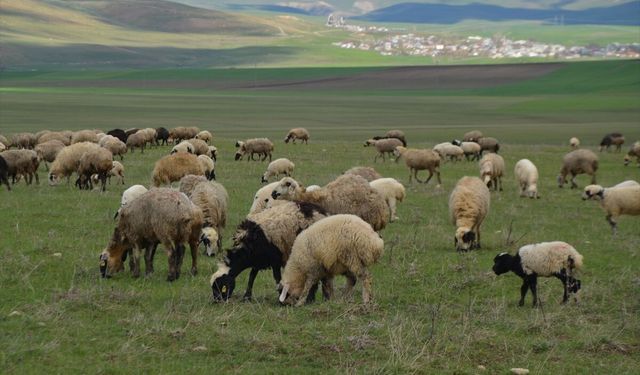 Muş'ta yeşeren meralar hayvan sürüleriyle şenlendi