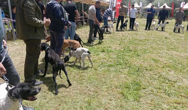 Nevşehir'de 'Avcı Köpeği ve Irk Standartları Yarışması' yapıldı