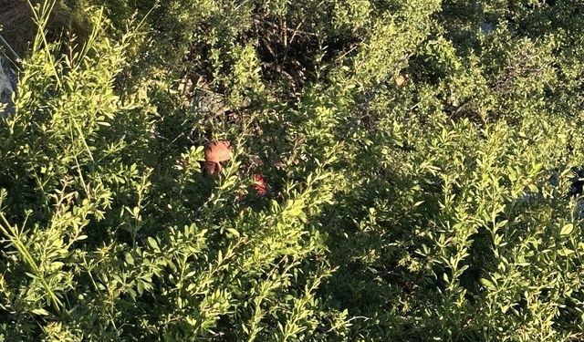 Nevşehir'de dere yatağına düşerek ağaçta asılı kalan zihinsel engelli kişi kurtarıldı