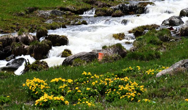 Sarıkamış'ın yüksek kesimleri yağışların ardından rengarenk tonlara büründü