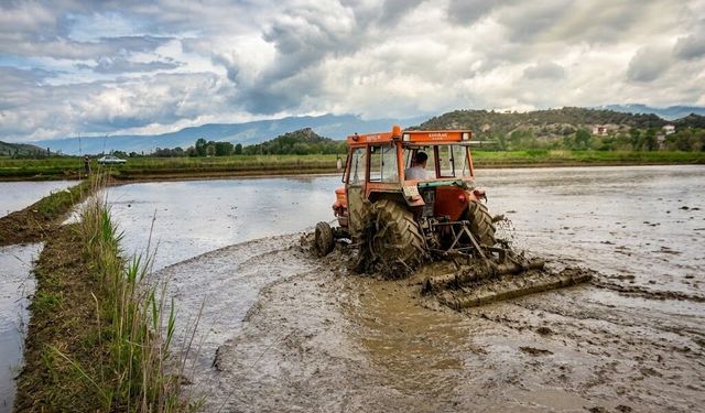 Sinop'un Boyabat ilçesinde çeltik ekimine başlandı