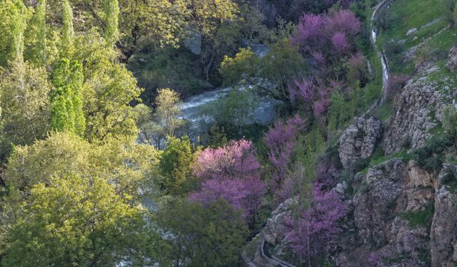 Şırnak'ta çiçek açan erguvanlar doğaya renk kattı