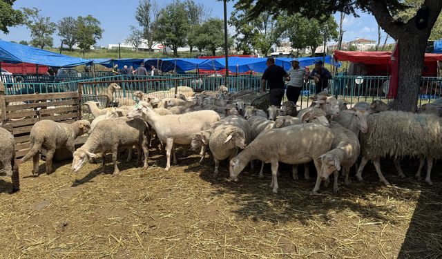 Tekirdağ'da kurban pazarlarında arife yoğunluğu