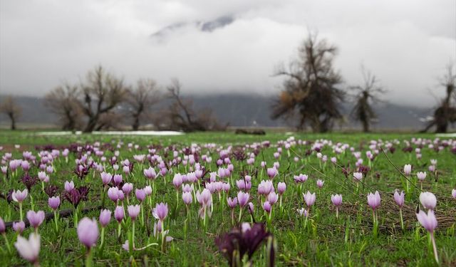Tunceli'nin bahar çiçekleri doğasever ve fotoğrafçıların ilgisini çekiyor