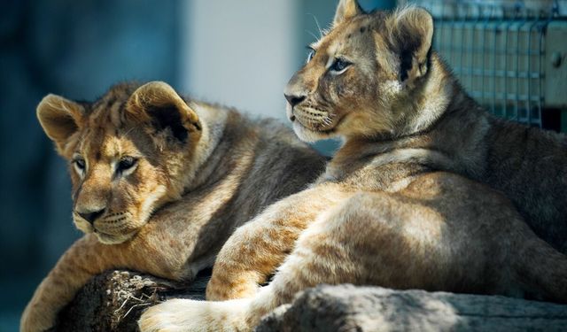 Tuzla'da aslan ve timsah yavruları ziyaretçilerini bekliyor
