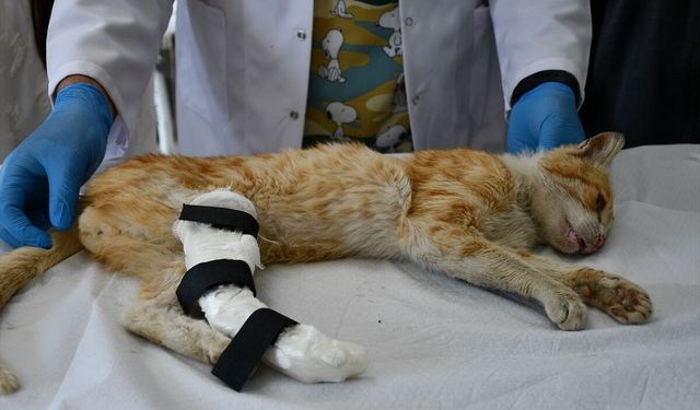 Uzuv kaybı yaşayan hayvanlar için atık pet şişelerden protez üretiyorlar