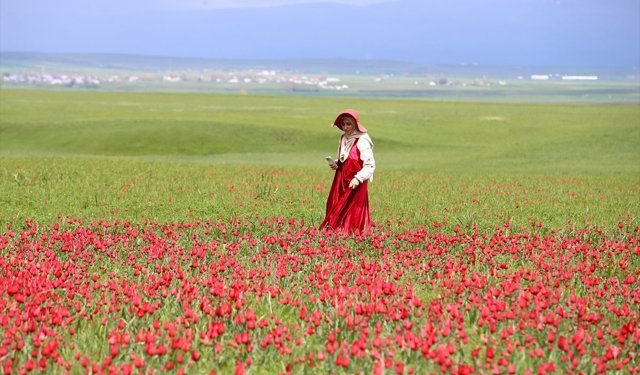 Yayılış alanı daralan Muş lalesi bilim insanlarının takibinde
