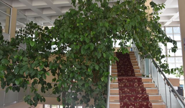 Yeniden inşa edilecek kütüphanedeki 60 yıllık limon ağacı taşınacak