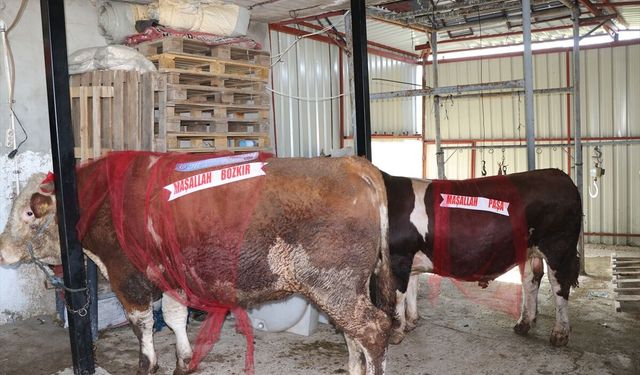 Yozgat'ta 1 tonluk kurbanlık boğalar 'Bozkır' ve 'Paşa' alıcısını bekliyor