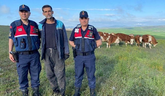 Yozgat'ta kaybolan 7 büyükbaş hayvan jandarma tarafından bulundu