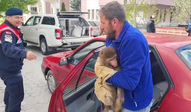 Yozgat'ta köy yolunda bulunan maymun koruma altına alındı