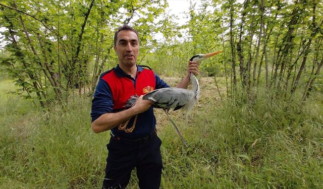Zonguldak'ta derede yaralı halde bulunan gri balıkçıl tedavi altına alındı