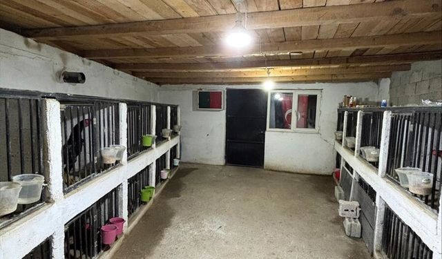 Artvin'de horoz dövüştüren 39 kişiye 508 bin lira ceza uygulandı