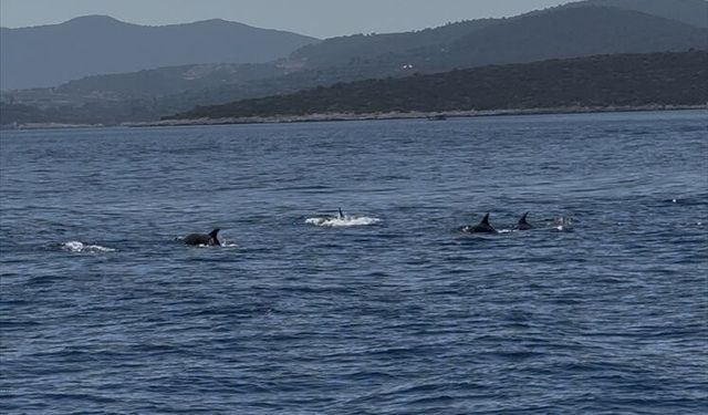 Bodrum açıklarında sürü halinde gezen yunuslar görüntülendi