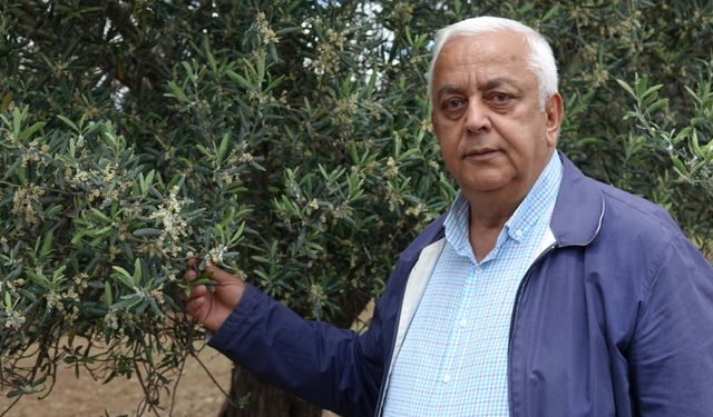 Edremit Körfezi'nde zeytin ağaçlarındaki çiçeklenme üreticileri sevindirdi