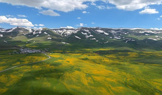 Erzurum'da çiçeklerle kaplanan çayırlar ile karla örtülü dağlar bir arada