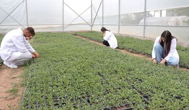 Geleceğin ziraatçıları ata tohumuyla yerel mirasa sahip çıkıyor