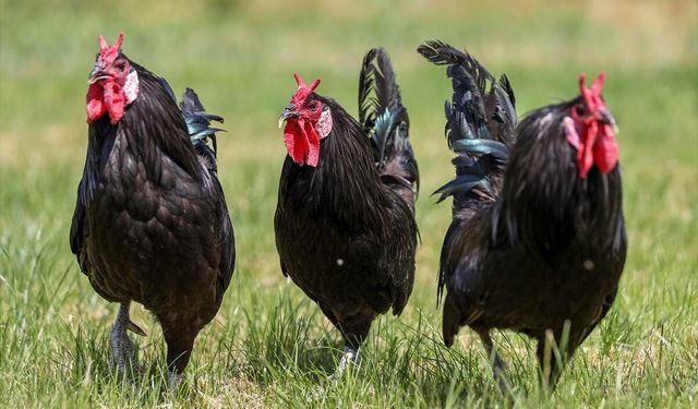 Gerze horozunun genetik mirası Konya'da korunuyor