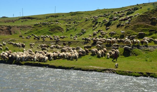 Güneydoğu illerinden gelen göçerler Muş'un yaylalarında konaklamaya başladı