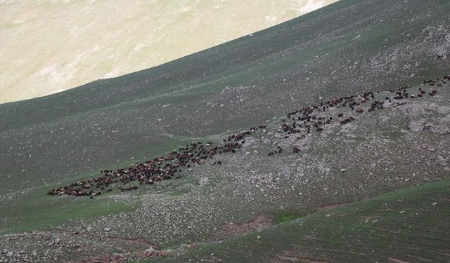 Iğdır'ın yaylaları hayvan sürüleriyle şenlendi