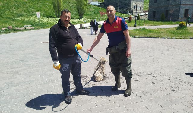 Kars Çayı'na düşen köpeği itfaiye kurtardı
