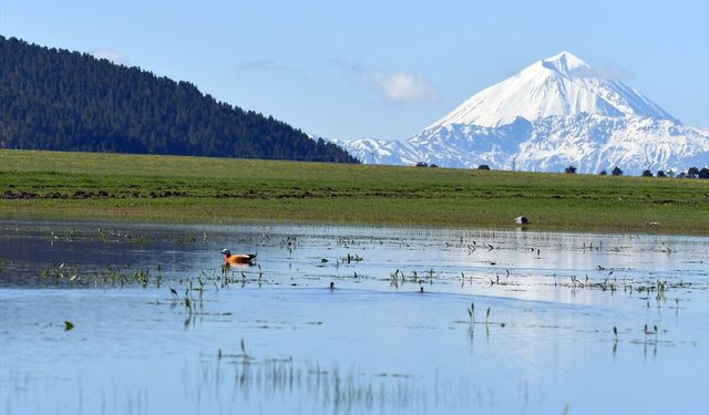 Kars'ta yumurtadan çıkan angut yavruları doğayla buluştu