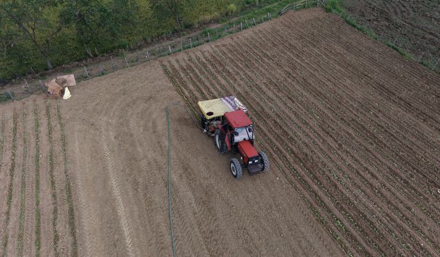Samsun'un Alaçam ilçesinde 700 çiftçi 4 bin dekar alanda tütün dikimine başladı