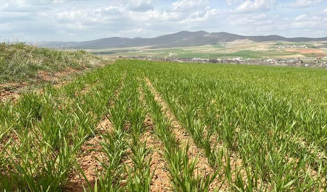 Son yılların en yağışlı dönemini geçiren Kırşehir'de hububat üreticisinin rekolte beklentisi arttı