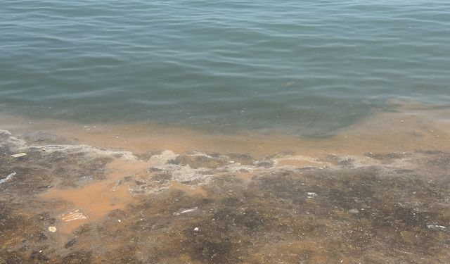 Tekirdağ'da plankton yoğunluğu yer yer denizin rengini değiştirdi