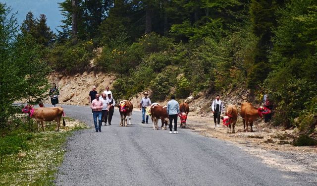 Trabzon'da yaylalara çıkış yolculuğu sürüyor
