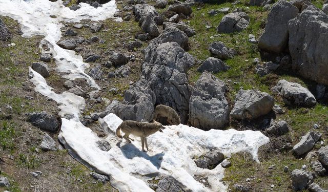 Tunceli'de kurtların dağ keçisini avlama anı dronla görüntülendi