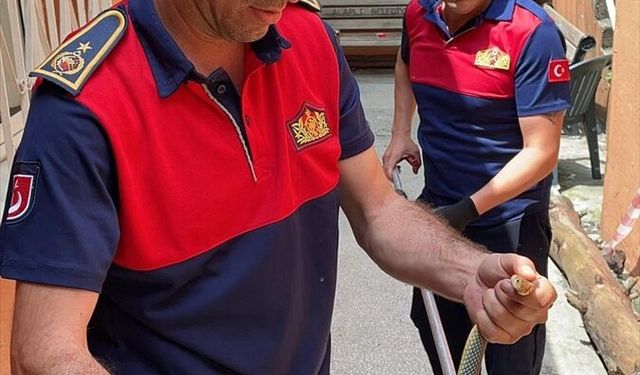 Zonguldak'ta Aile Sağlığı Merkezi'ne giren yılanı itfaiye çıkardı