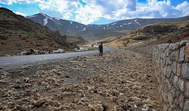 Koyun kırkımı sonrası doğaya bırakılan yünler çevreyi tehdit ediyor