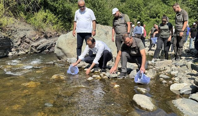Sel felaketinin yaşandığı Bozkurt'taki İlişi Çayı'na 15 bin alabalık salındı