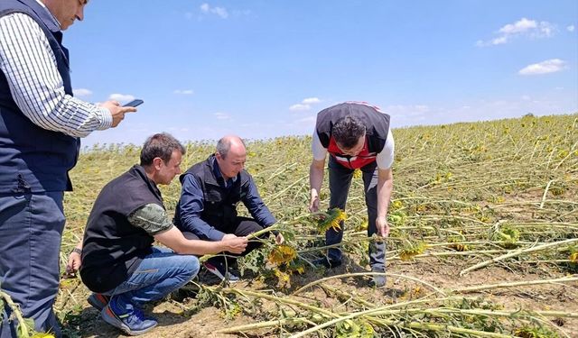 TARSİM Genel Müdürü Engürülü, Tekirdağ'da doludan zarar gören tarım alanlarını inceledi