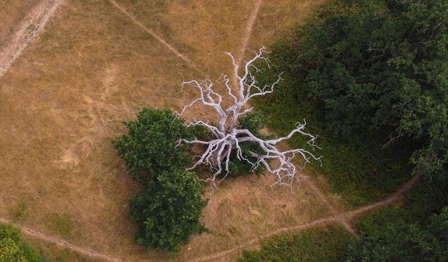 Fotoğraflarla Londra'da kuraklığın çarpıcı görüntüleri