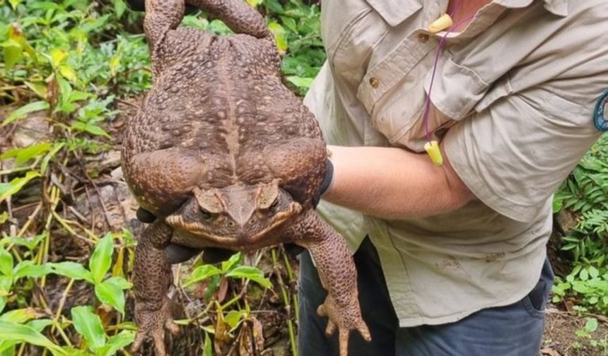 Dünyanın en büyük kurbağası Avustralya'da bulundu