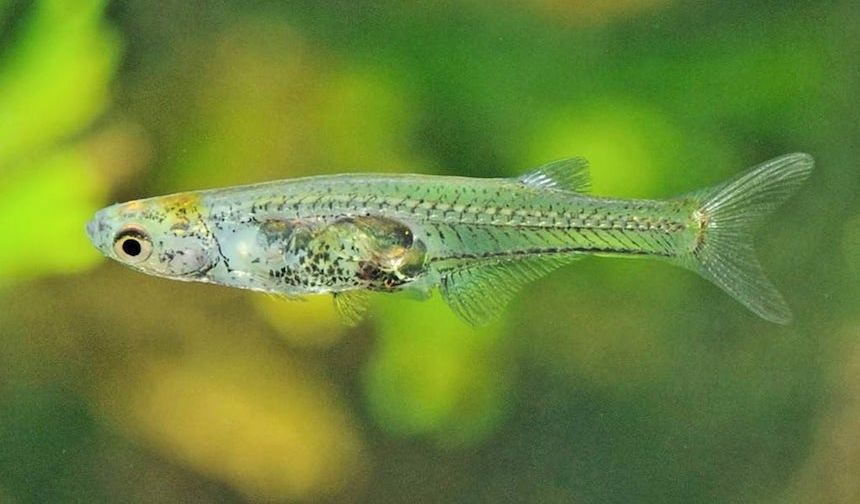 Danionella cerebrum: Matkap kadar ses çıkaran tırnak büyüklüğündeki balık